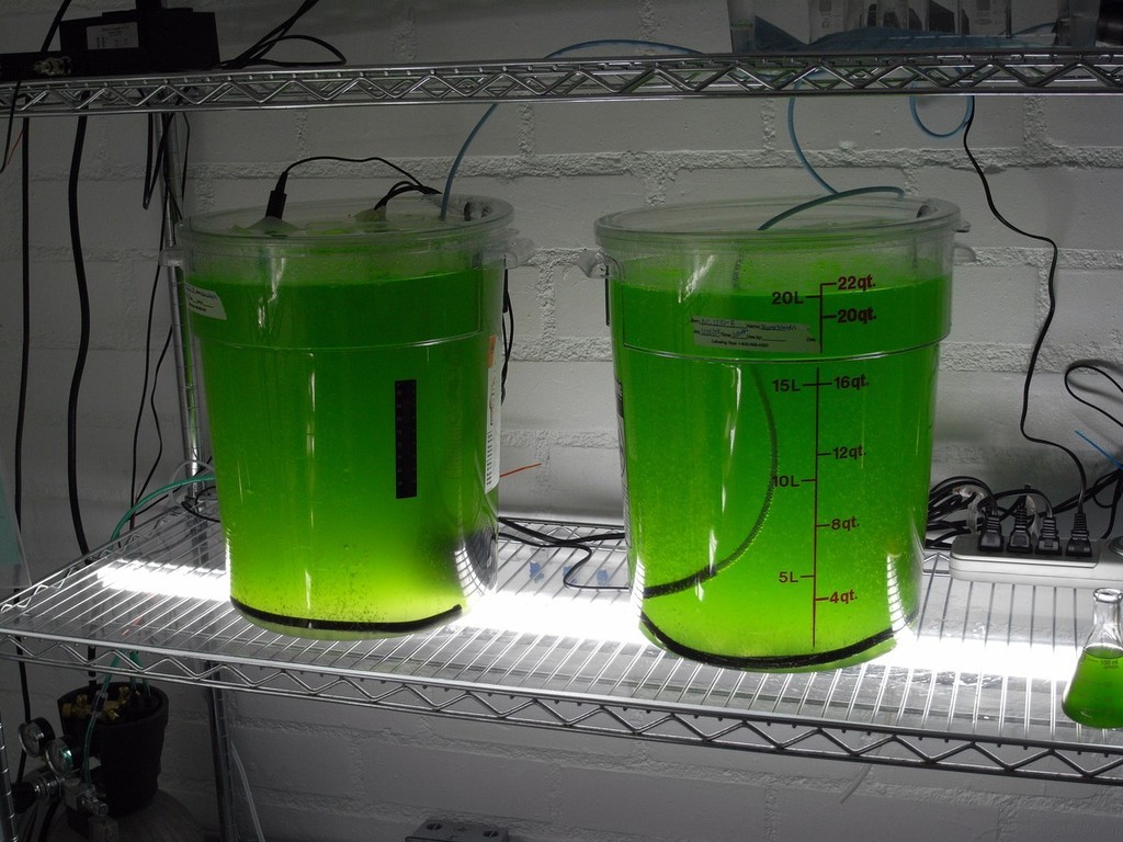 Two incubations of nannochloropsis algae, separated for parallel testing. © MIAA